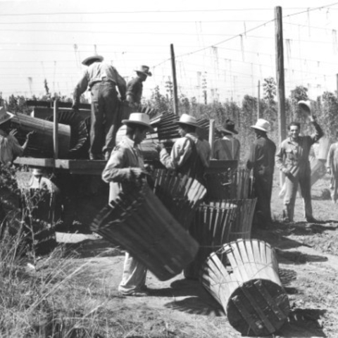 Mexican workers from the Bracero Program working on a farm.