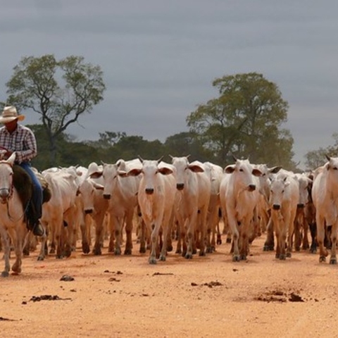 A herd of Brahman cattle in 2016 in Mato Grosso, Brazil.
