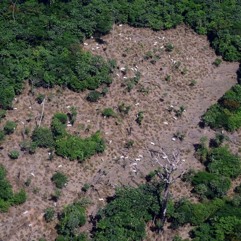 Cattle herd grazing near the rainforest in 2014 in Pará, Brazil.
