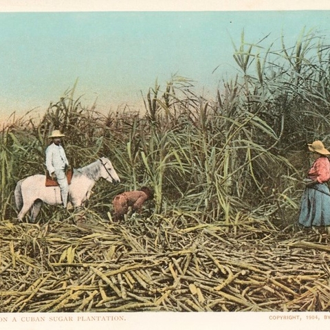 A Cuban sugar plantation around 1904.
