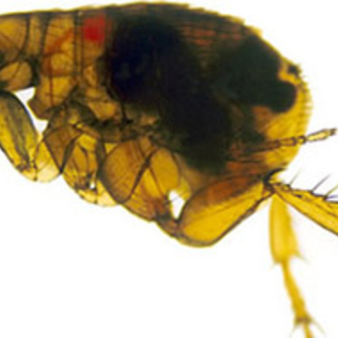 The oriental rat flea pictured is infected with the Yersinia pestis bacterium.