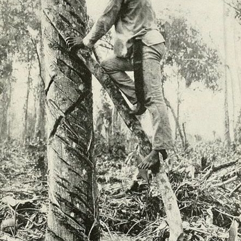 A rubber tapper in the early 20th century.