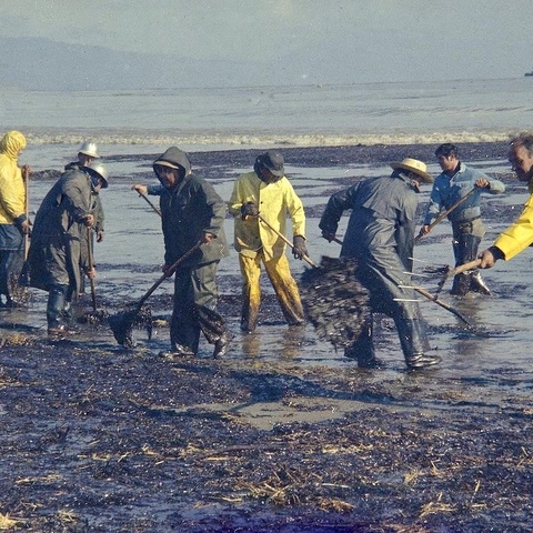Workmen in 1969 using rakes, shovels, and pitchforks to clean up oil-soaked straw.