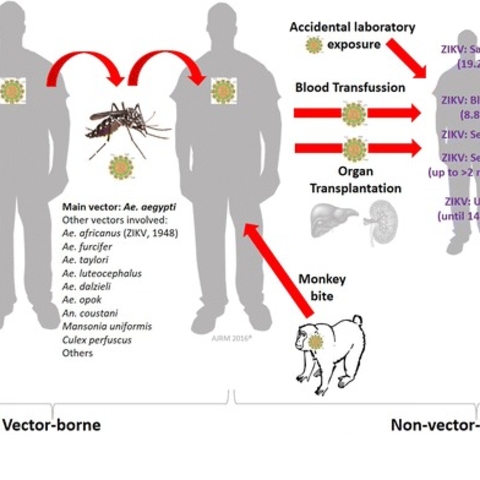 A summary of reported forms of transmission of the Zika virus.