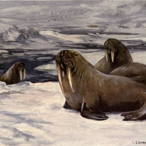 A painting of Walruses by C. E. Swan.