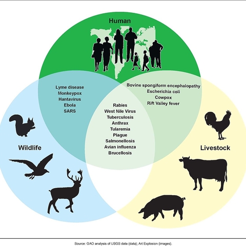 Examples of Zoonotic diseases and their affected populations.
