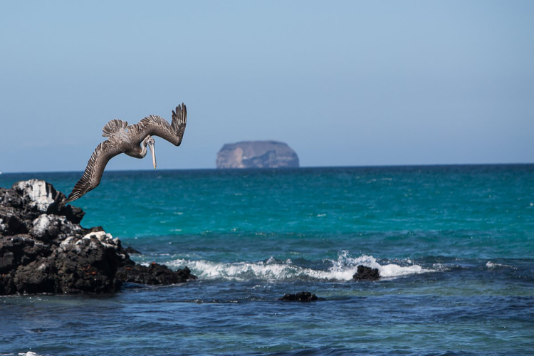 Bird on rock outcrop in Galapagos Islands