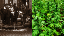 Collage: On the left, a group of men emptying liquor bottles during Prohibition. On the right, a field of marijuana plants