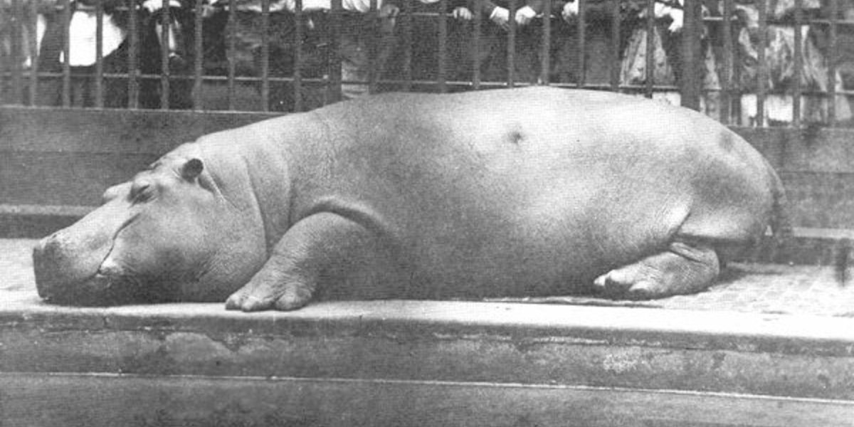 What's All Happening at the Zoo? | Origins What's All Happening at the Zoo? | Origins
